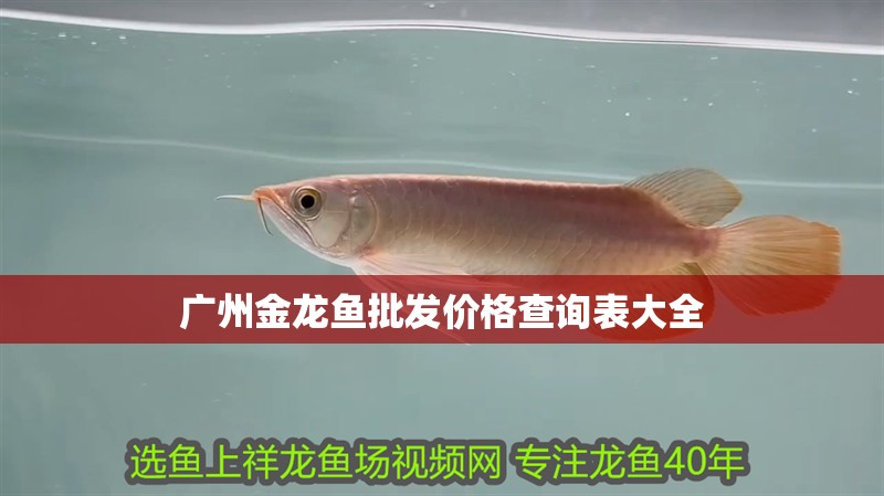 廣州金龍魚批發價格查詢表大全