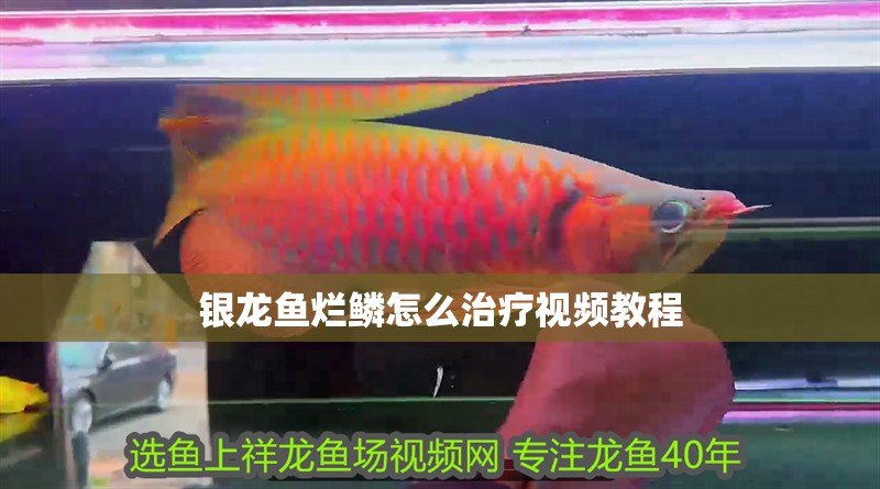 銀龍魚爛鱗怎么治療視頻教程