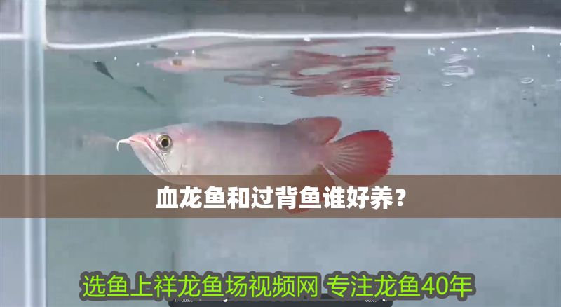 血龍魚和過背魚誰好養？