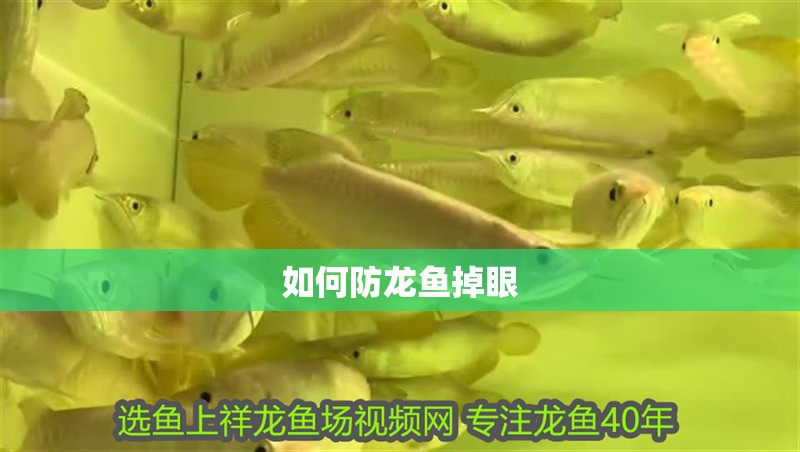 如何防龍魚掉眼