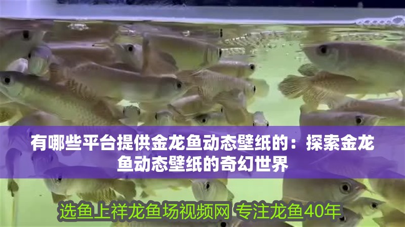 有哪些平臺提供金龍魚動態壁紙的：探索金龍魚動態壁紙的奇幻世界
