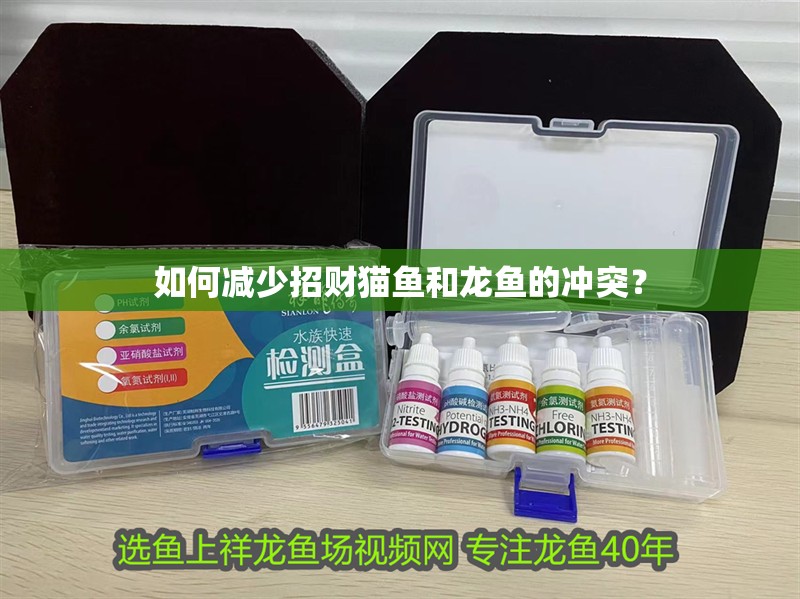 如何減少招財(cái)貓魚和龍魚的沖突？