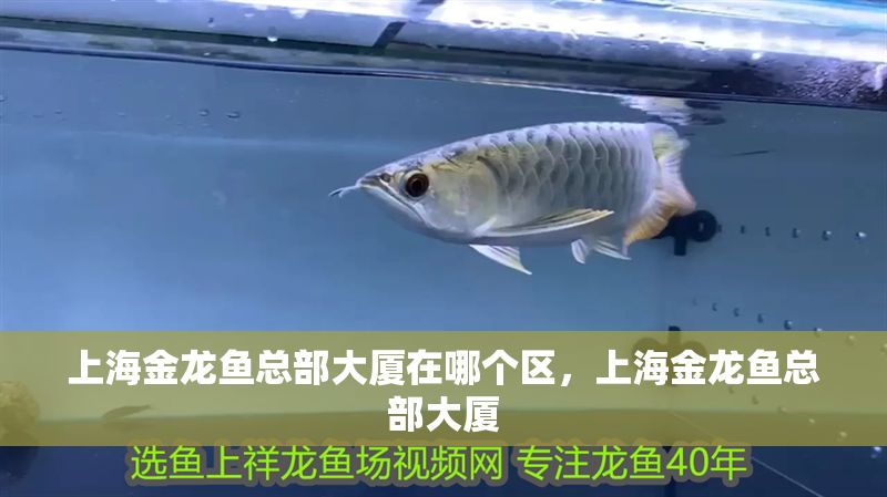 上海金龍魚總部大廈在哪個(gè)區(qū)，上海金龍魚總部大廈