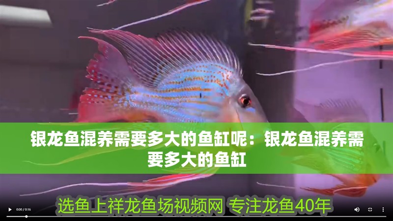 銀龍魚混養(yǎng)需要多大的魚缸呢：銀龍魚混養(yǎng)需要多大的魚缸