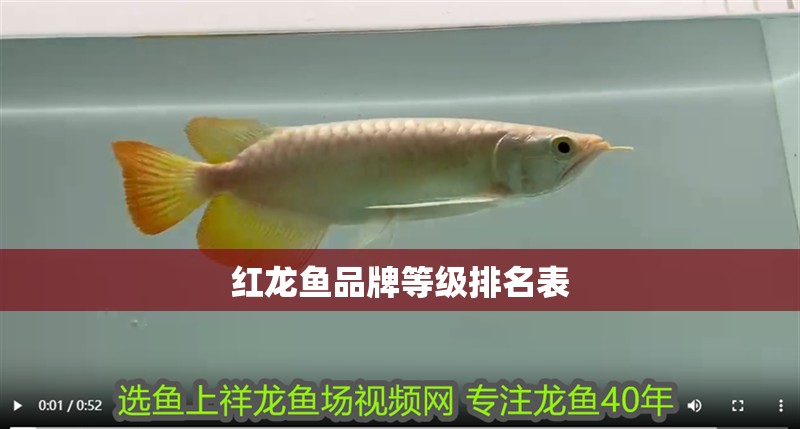 紅龍魚品牌等級排名表