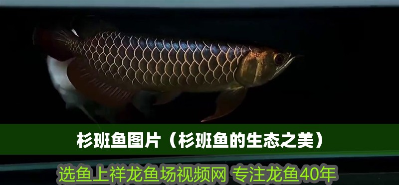 杉班魚圖片（杉班魚的生態之美）