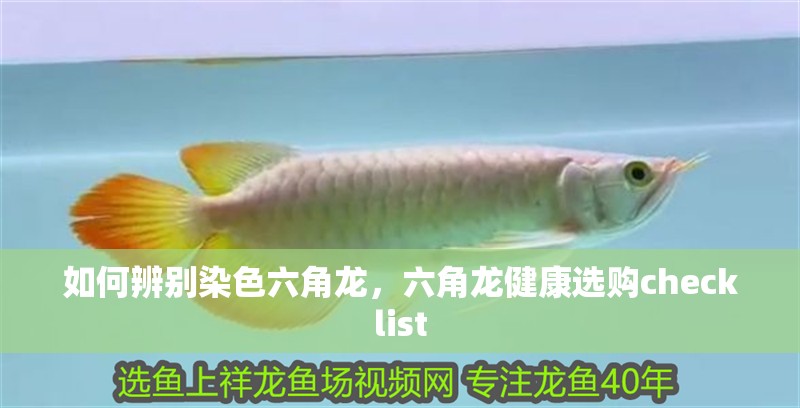 如何辨別染色六角龍，六角龍健康選購checklist