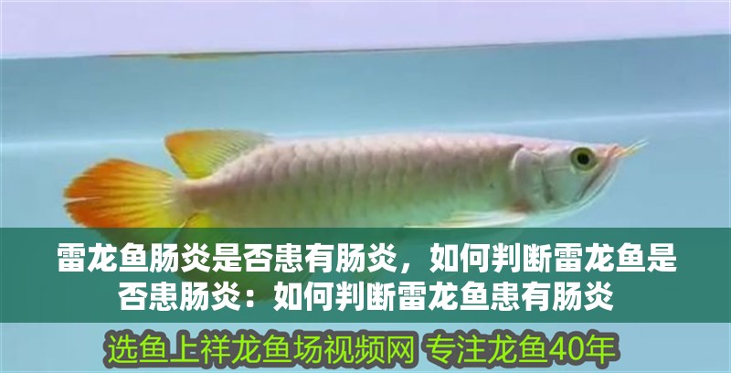 雷龍魚腸炎是否患有腸炎，如何判斷雷龍魚是否患腸炎：如何判斷雷龍魚患有腸炎