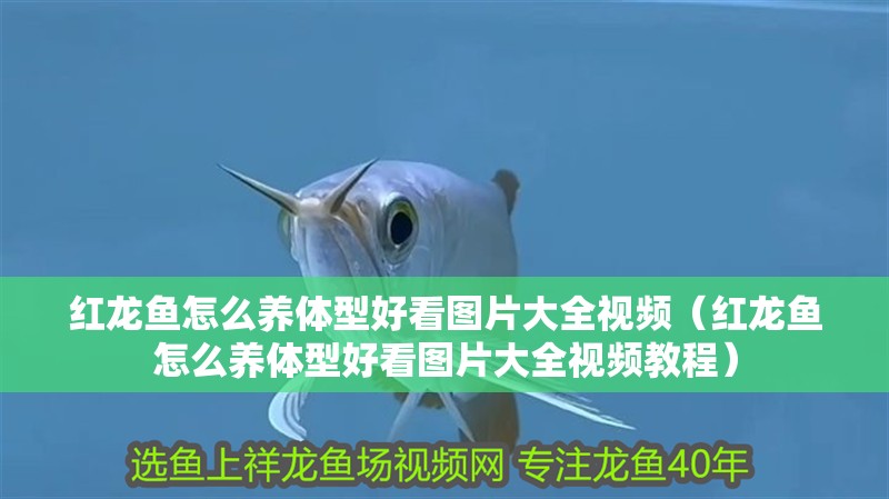 紅龍魚(yú)怎么養(yǎng)體型好看圖片大全視頻（紅龍魚(yú)怎么養(yǎng)體型好看圖片大全視頻教程）