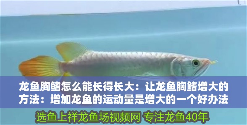 龍魚胸鰭怎么能長得長大：讓龍魚胸鰭增大的方法：增加龍魚的運動量是增大的一個好辦法