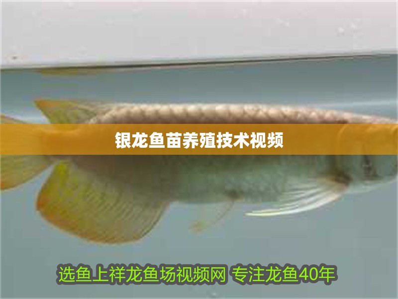 銀龍魚苗養殖技術視頻