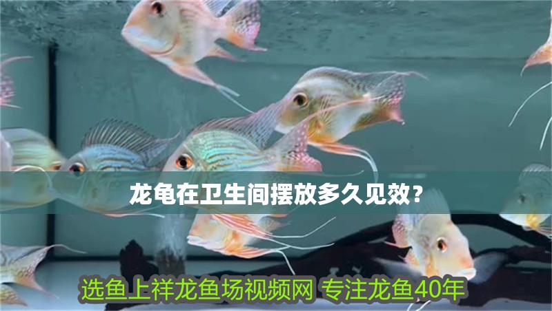 龍龜在衛(wèi)生間擺放多久見效？