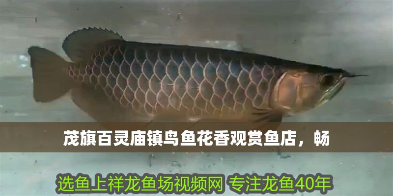 茂旗百靈廟鎮鳥魚花香觀賞魚店，暢