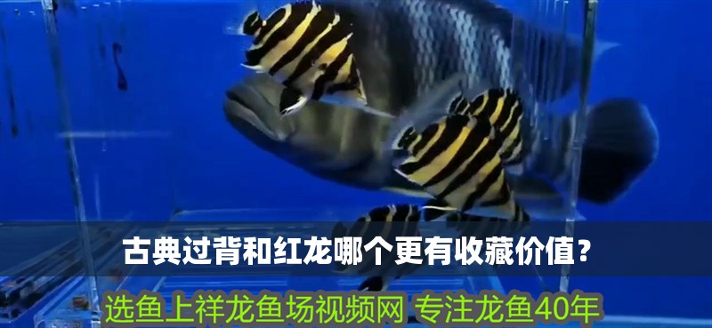 古典過背和紅龍哪個更有收藏價值？
