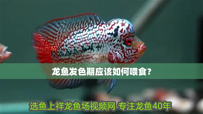 龍魚發色期應該如何喂食？
