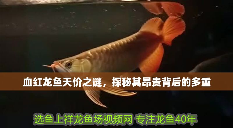 血紅龍魚天價之謎，探秘其昂貴背后的多重