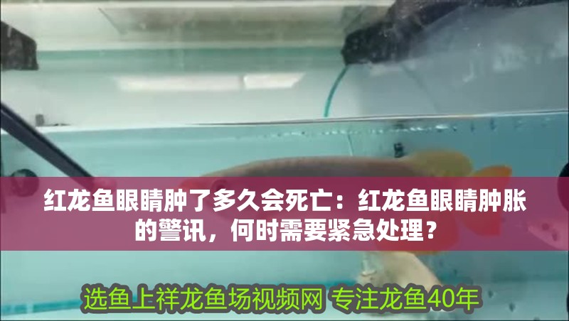 紅龍魚眼睛腫了多久會死亡：紅龍魚眼睛腫脹的警訊，何時需要緊急處理？