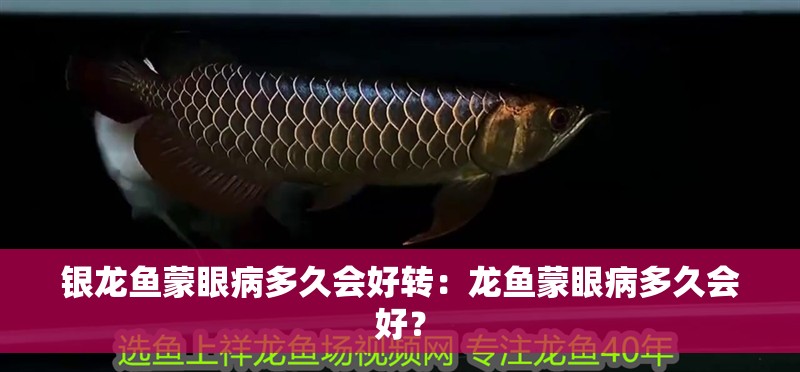 銀龍魚蒙眼病多久會好轉：龍魚蒙眼病多久會好？