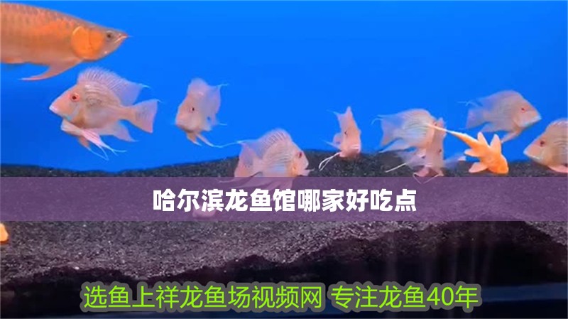 哈爾濱龍魚館哪家好吃點(diǎn)
