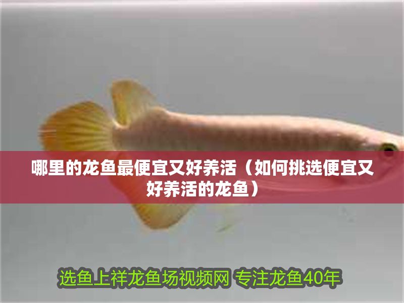 哪里的龍魚最便宜又好養(yǎng)活（如何挑選便宜又好養(yǎng)活的龍魚）