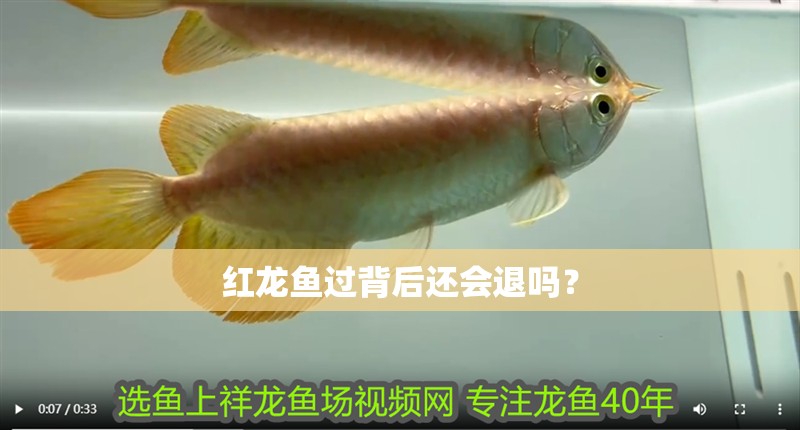 紅龍魚過背后還會退嗎？