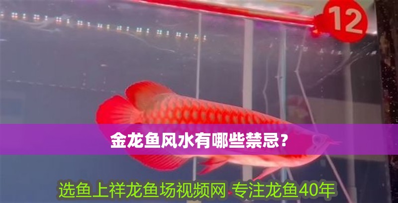 金龍魚風水有哪些禁忌？