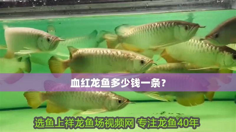血紅龍魚(yú)多少錢(qián)一條？