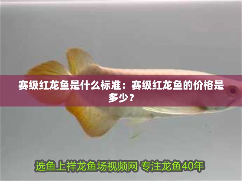 賽級(jí)紅龍魚是什么標(biāo)準(zhǔn)：賽級(jí)紅龍魚的價(jià)格是多少？