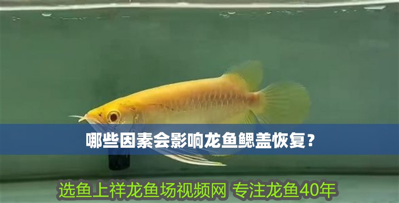哪些因素會影響龍魚鰓蓋恢復？