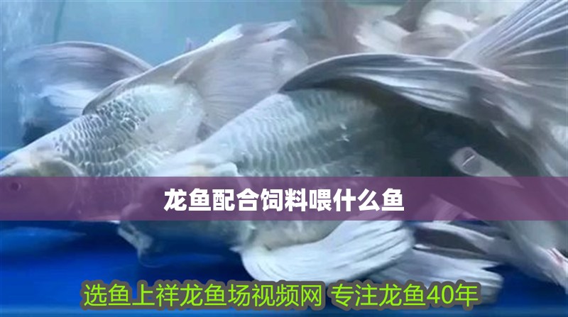 龍魚配合飼料喂什么魚