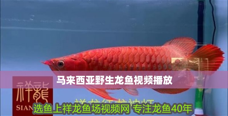馬來西亞野生龍魚視頻播放