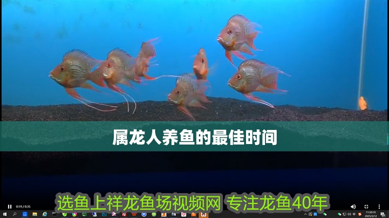 屬龍人養魚的最佳時間
