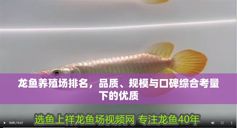 龍魚養殖場排名，品質、規模與口碑綜合考量下的優質 龍魚養殖場排名，品質、規模與口碑綜合考量下的優質 龍魚百科 第2張
