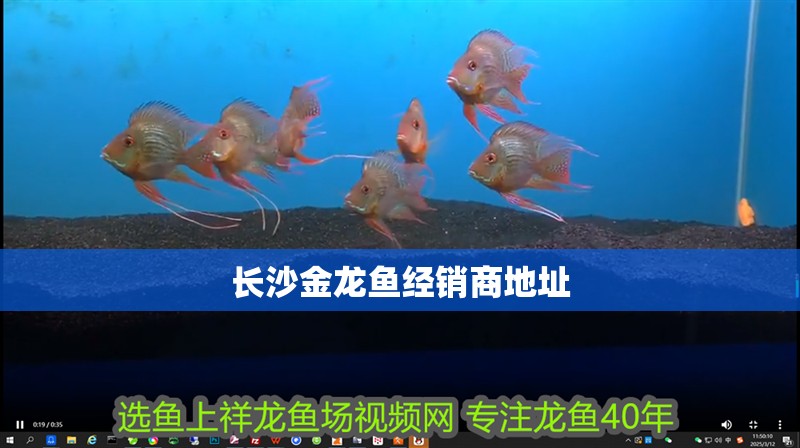 長沙金龍魚經(jīng)銷商地址
