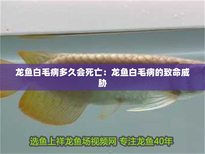 龍魚白毛病多久會死亡：龍魚白毛病的致命威脅