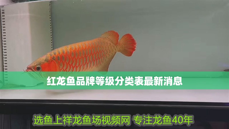 紅龍魚品牌等級分類表最新消息