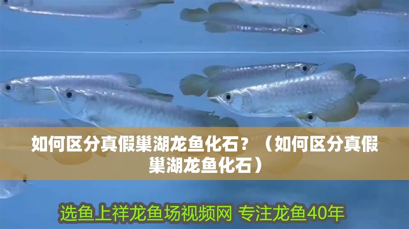 如何區分真假巢湖龍魚化石？（如何區分真假巢湖龍魚化石）