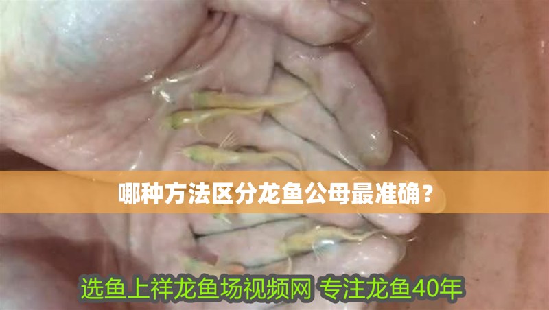 哪種方法區分龍魚公母最準確？