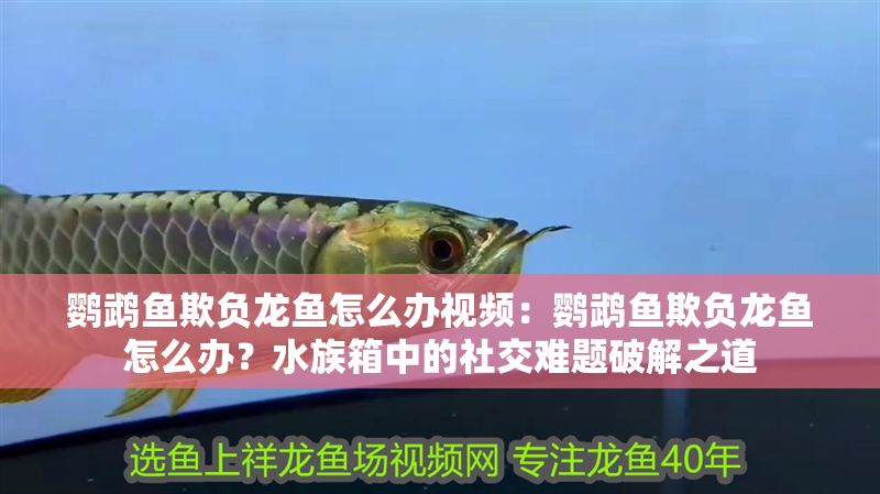 鸚鵡魚欺負龍魚怎么辦視頻：鸚鵡魚欺負龍魚怎么辦？水族箱中的社交難題破解之道