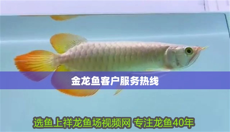 金龍魚客戶服務熱線