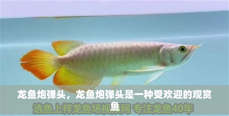 龍魚炮彈頭，龍魚炮彈頭是一種受歡迎的觀賞魚