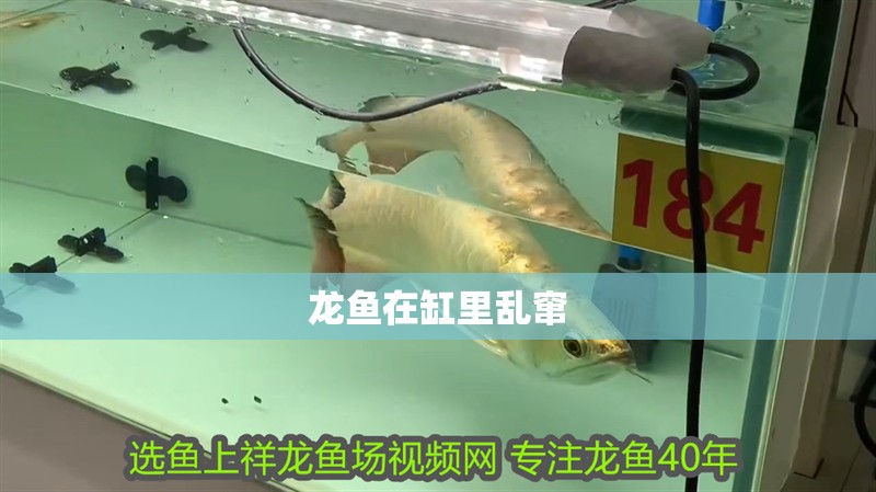 龍魚在缸里亂竄