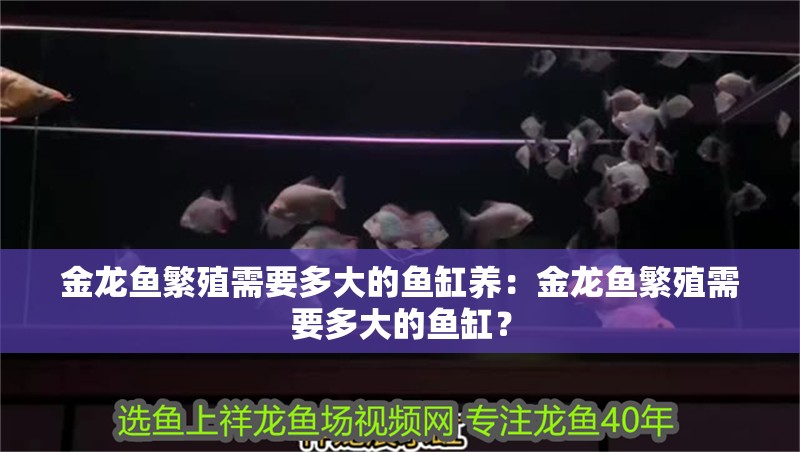 金龍魚繁殖需要多大的魚缸養：金龍魚繁殖需要多大的魚缸？