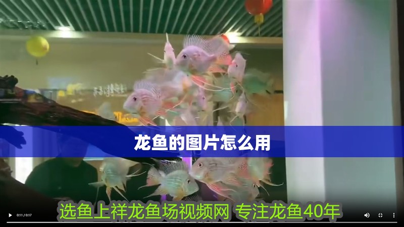 龍魚的圖片怎么用