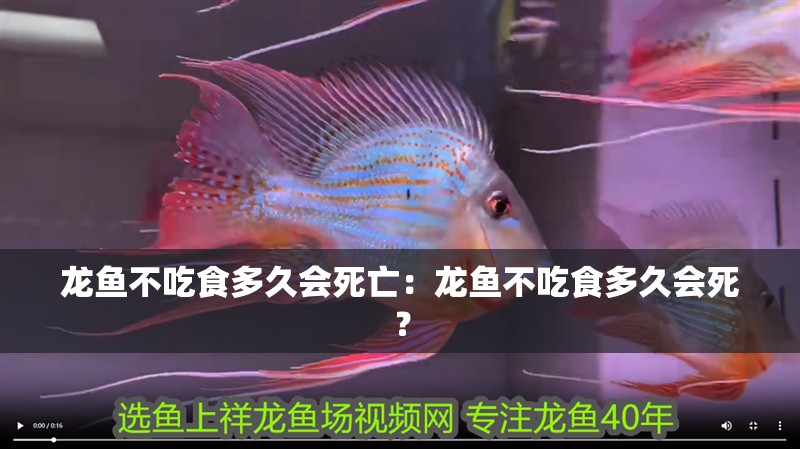 龍魚不吃食多久會死亡：龍魚不吃食多久會死？