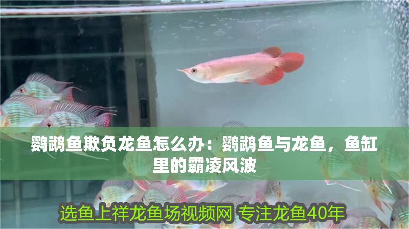 鸚鵡魚欺負龍魚怎么辦：鸚鵡魚與龍魚，魚缸里的霸凌風波