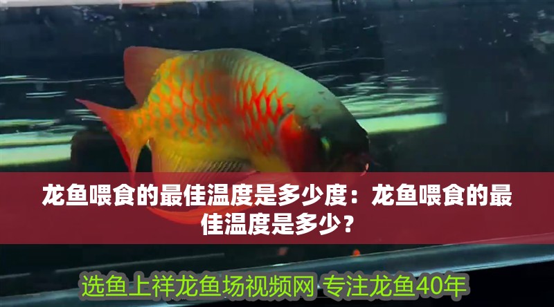 龍魚喂食的最佳溫度是多少度：龍魚喂食的最佳溫度是多少？