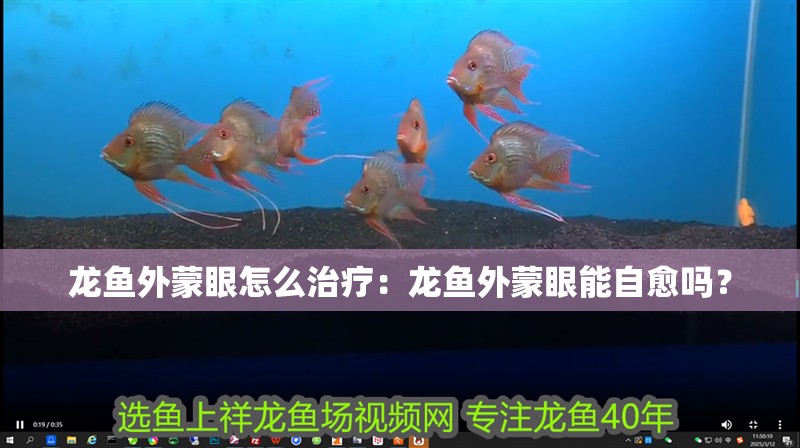 龍魚外蒙眼怎么治療：龍魚外蒙眼能自愈嗎？