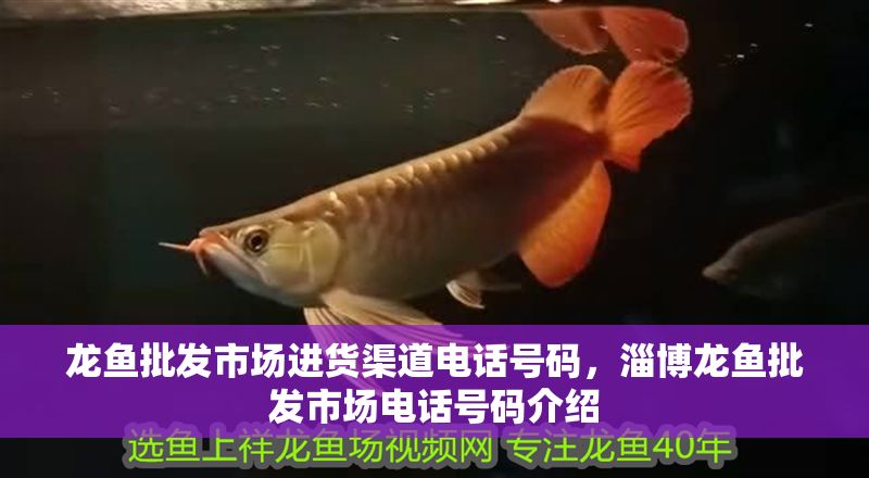 龍魚批發(fā)市場進貨渠道電話號碼，淄博龍魚批發(fā)市場電話號碼介紹