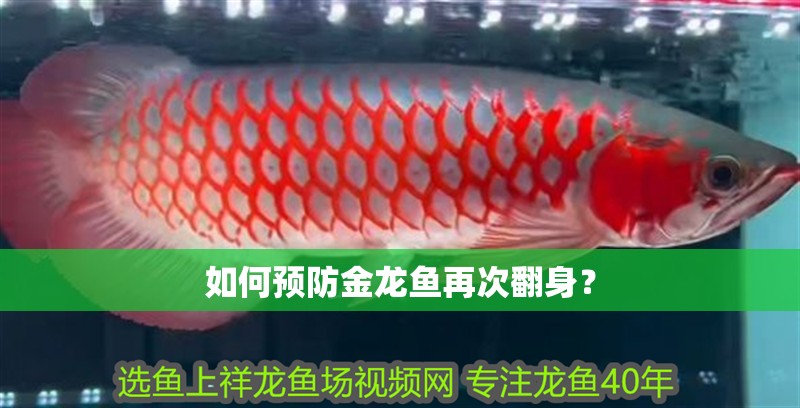 如何預防金龍魚再次翻身？